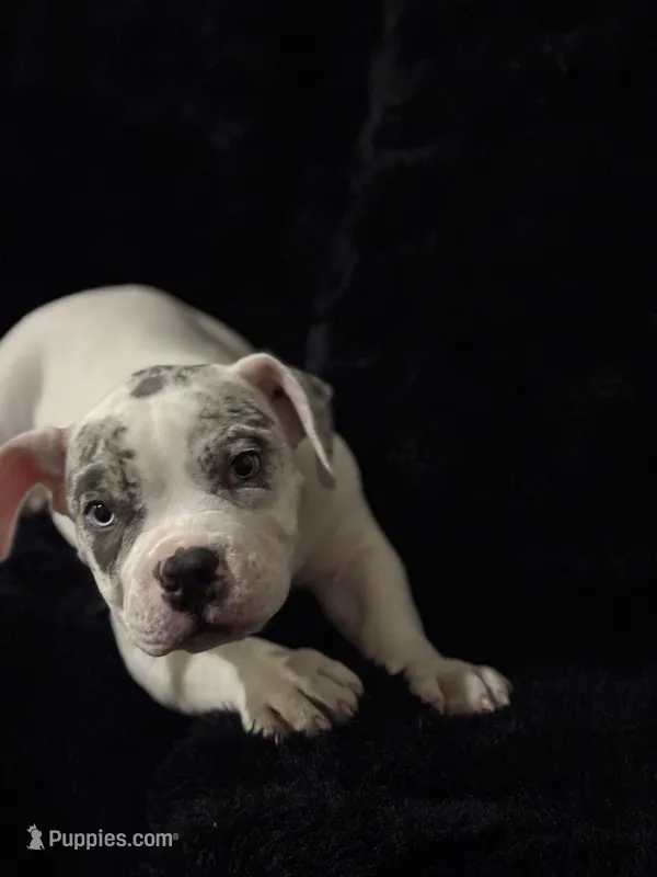 Patch – American Bully puppy for sale in Fort Worth, TX