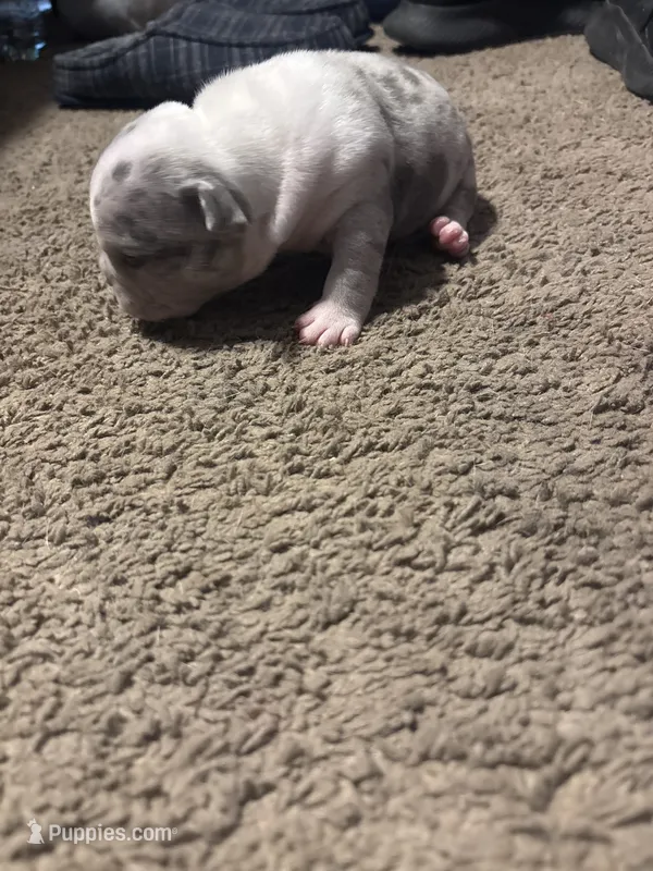 New born – American Bully, Shorty Bull puppy for sale in Fort Worth, TX