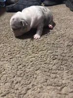 New born, a female American Bully and Shorty Bull for sale in Fort Worth, TX – 1 of 1