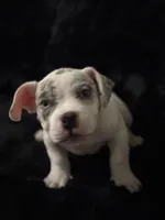 Patch, a male American Bully for sale in Fort Worth, TX – 2 of 4