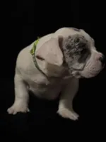 Patch, a male American Bully for sale in Fort Worth, TX – 4 of 4