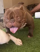 New born, a male American Bully for sale in Fort Worth, TX – 4 of 4