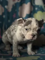 New born, a male American Bully for sale in Fort Worth, TX – 2 of 4