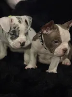 New born, a male American Bully for sale in Fort Worth, TX – 3 of 4