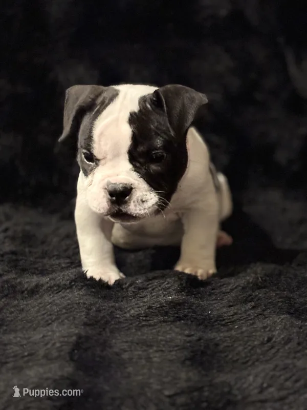 New born – American Bully puppy for sale in Fort Worth, TX