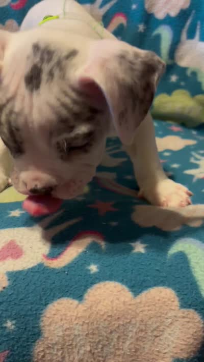 Patch, a male American Bully for sale in Fort Worth, TX – 3 of 4