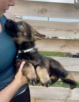 Barney, a male German Shepherd Dog for sale in Chariton, IA – 4 of 6