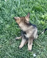 Opie, a male German Shepherd Dog for sale in Chariton, IA – 9 of 10