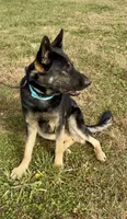 Thelma, a female German Shepherd Dog for sale in Chariton, IA – 10 of 10