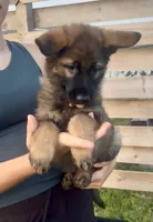 Opie, a male German Shepherd Dog for sale in Chariton, IA – 6 of 10