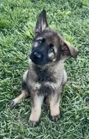 Opie, a male German Shepherd Dog for sale in Chariton, IA – 2 of 10