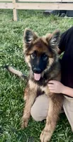 Flint, a male German Shepherd Dog for sale in Chariton, IA – 5 of 7