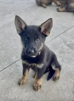Thelma, a female German Shepherd Dog for sale in Chariton, IA – 4 of 10