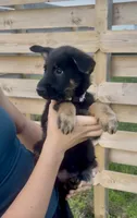 Thelma, a female German Shepherd Dog for sale in Chariton, IA – 1 of 10