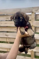 Otis, a male German Shepherd Dog for sale in Chariton, IA – 3 of 8