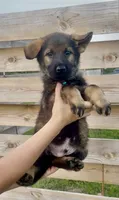 Barney, a male German Shepherd Dog for sale in Chariton, IA – 2 of 6