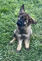 Opie, a male German Shepherd Dog for sale in Chariton, IA – 10 of 10