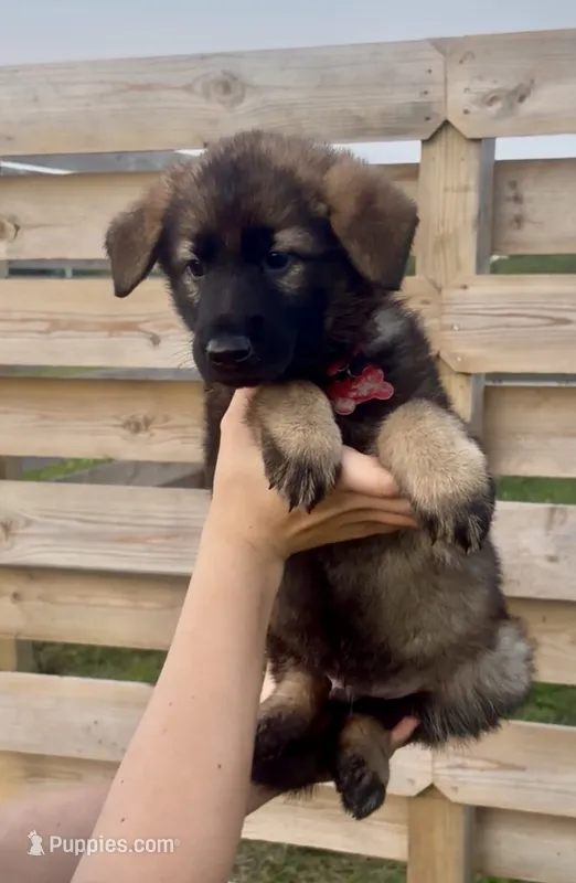 Otis – German Shepherd Dog puppy for sale in Chariton, IA