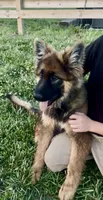 Flint, a male German Shepherd Dog for sale in Chariton, IA – 2 of 7