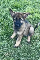 Opie, a male German Shepherd Dog for sale in Chariton, IA – 7 of 10