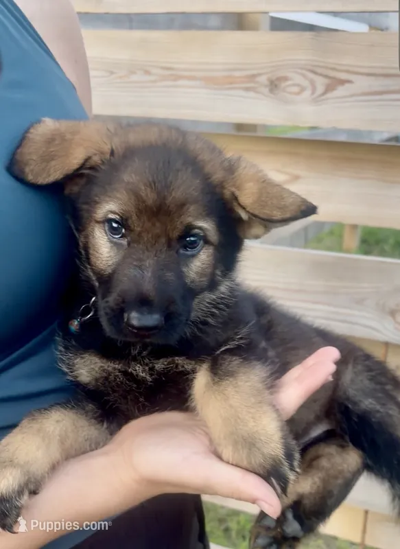Barney – German Shepherd Dog puppy for sale in Chariton, IA