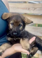 Barney, a male German Shepherd Dog for sale in Chariton, IA – 1 of 6