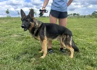 Flint, a male German Shepherd Dog for sale in Chariton, IA – 6 of 7