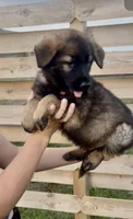 Otis, a male German Shepherd Dog for sale in Chariton, IA – 2 of 8