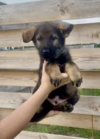 Barney, a male German Shepherd Dog for sale in Chariton, IA – 3 of 6