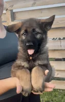 Opie, a male German Shepherd Dog for sale in Chariton, IA – 4 of 10