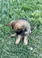Opie, a male German Shepherd Dog for sale in Chariton, IA – 3 of 10