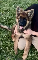 Flint, a male German Shepherd Dog for sale in Chariton, IA – 1 of 7