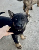 Thelma, a female German Shepherd Dog for sale in Chariton, IA – 7 of 10