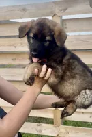 Otis, a male German Shepherd Dog for sale in Chariton, IA – 4 of 8