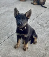 Thelma, a female German Shepherd Dog for sale in Chariton, IA – 8 of 10
