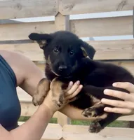Thelma, a female German Shepherd Dog for sale in Chariton, IA – 5 of 10
