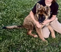 Flint, a male German Shepherd Dog for sale in Chariton, IA – 3 of 7