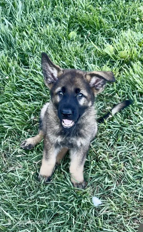 Opie – German Shepherd Dog puppy for sale in Chariton, IA