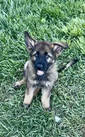 Opie, a male German Shepherd Dog for sale in Chariton, IA – 1 of 10