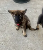 Otis, a male German Shepherd Dog for sale in Chariton, IA – 6 of 8