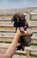 Otis, a male German Shepherd Dog for sale in Chariton, IA – 5 of 8