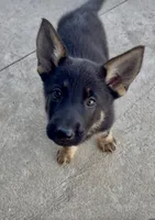 Thelma, a female German Shepherd Dog for sale in Chariton, IA – 2 of 10