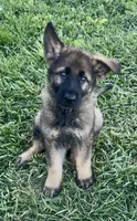 Opie, a male German Shepherd Dog for sale in Chariton, IA – 5 of 10