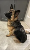 Flint, a male German Shepherd Dog for sale in Chariton, IA – 7 of 7