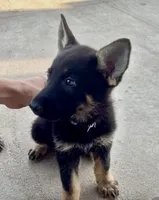 Thelma, a female German Shepherd Dog for sale in Chariton, IA – 6 of 10