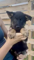Thelma, a female German Shepherd Dog for sale in Chariton, IA – 3 of 10