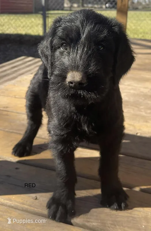 1 – Giant Schnauzer puppy for sale in Muskogee, OK