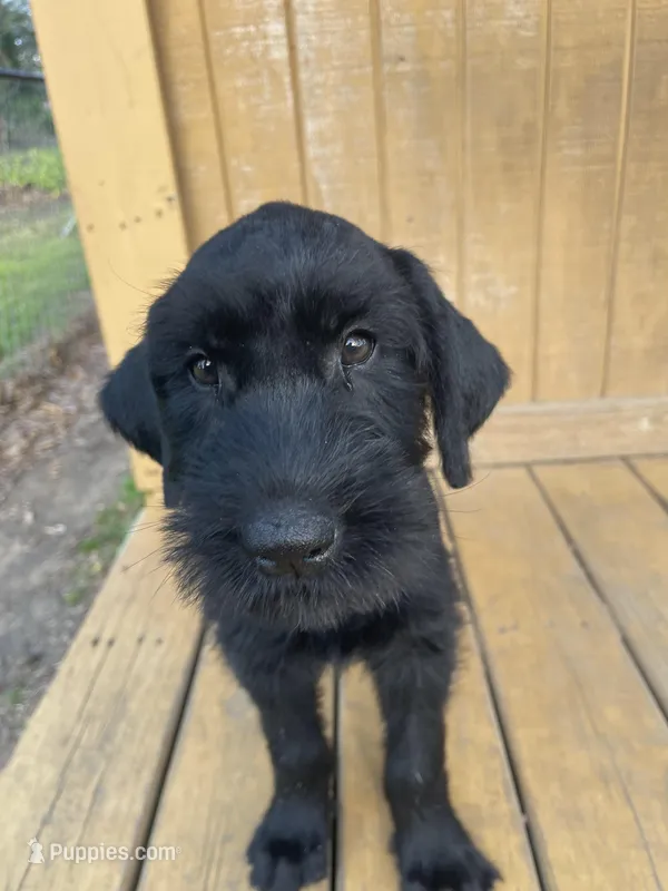 1 – Giant Schnauzer puppy for sale in Muskogee, OK