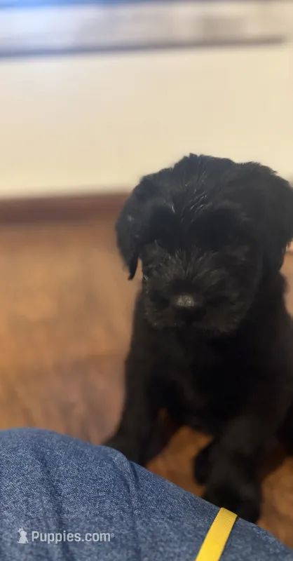 Yellow – Giant Schnauzer puppy for sale in Muskogee, OK