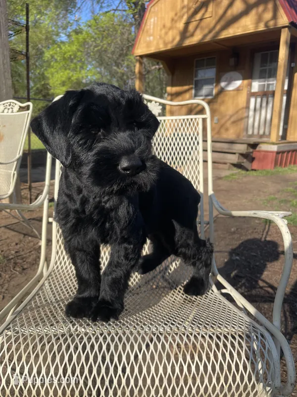 4 – Giant Schnauzer puppy for sale in Muskogee, OK